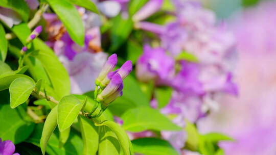 蒜香藤花特写