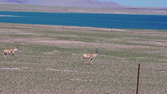 西藏达则错湖边奔跑追逐的藏羚羊
