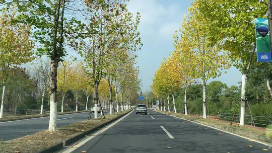 秋天道路两边叶子黄了车子行驶