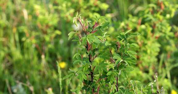 野生药用植物：野蔷薇