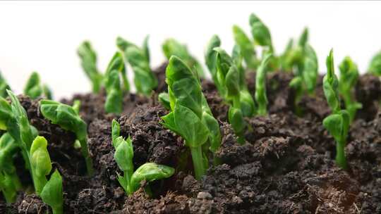 温室蔬菜种子从地面新生豌豆植株生长和发芽的时移