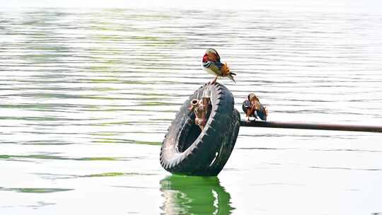 水中的水鸟鸭子