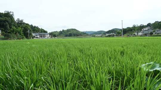 稻田里的水稻 绿色水稻秧子 风吹水稻