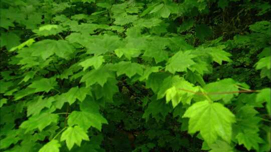 森林唯美小清新阳光树叶光影逆光绿色叶子