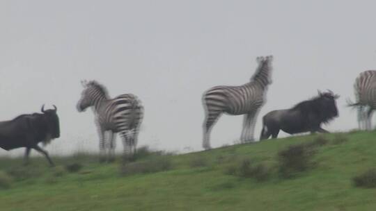 坦桑尼亚 东非草原斑马与水牛视频素材模板下载