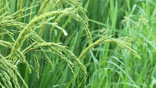 雨天稻田 水稻 稻穗 水稻丰收 水稻生长