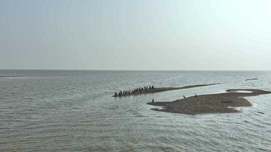 岳阳东洞庭湖保护区候鸟迁徙视频素材模板下载