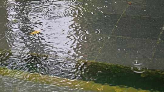 大自然雨季下雨雨滴树林树叶雨水