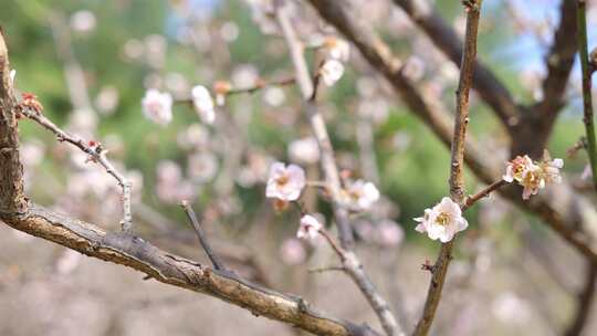 梅花