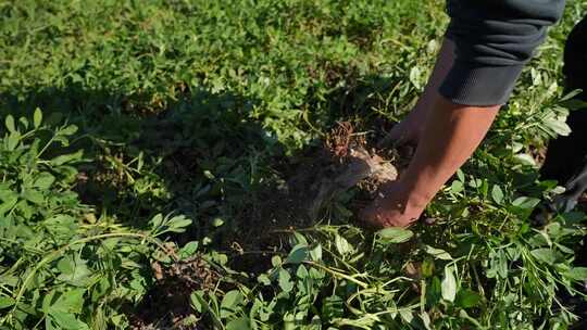 花生种植 花生丰收 花生 落花生 三农