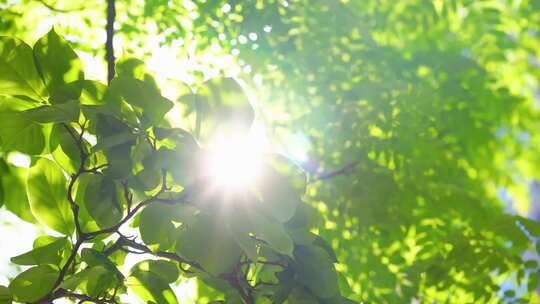 夏日阳光穿过树叶逆光视频素材模板下载