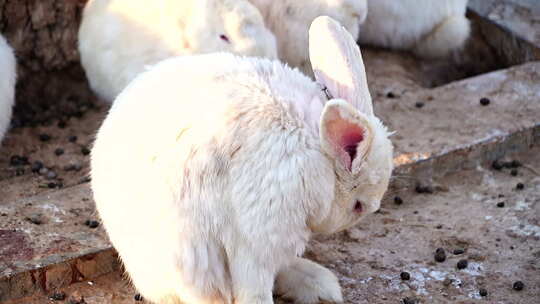 兔子 小白兔 动物 白色 食草类 可爱