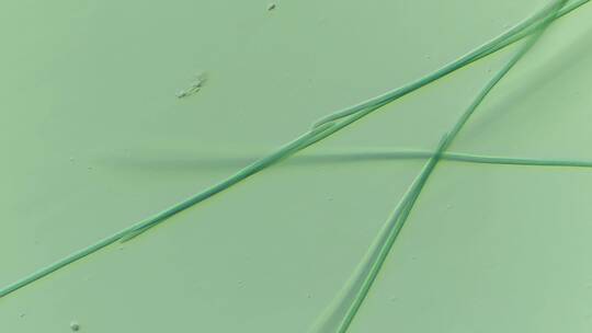 显微镜下的微观世界微生物 颤藻8