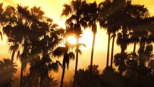 阳光在美国加州圣巴巴拉的棕榈树上闪烁