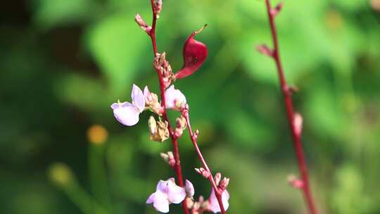 农业蔬菜扁豆 扁豆花特写