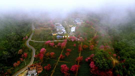 航拍大理南涧县无量山樱花谷