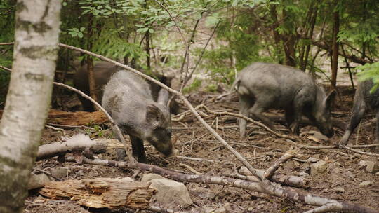 一群野猪在森林里觅食视频素材模板下载
