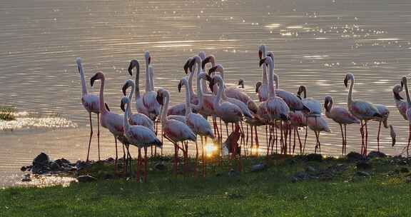 湖畔火烈鸟群日落景象