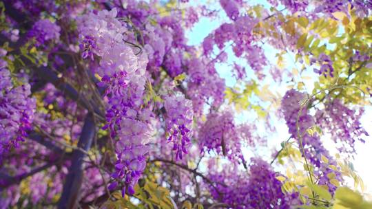 花特写花卉特写4k50帧. 花.春天.自然.草.树