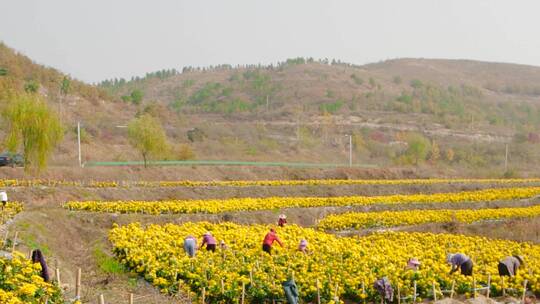 菊花产地