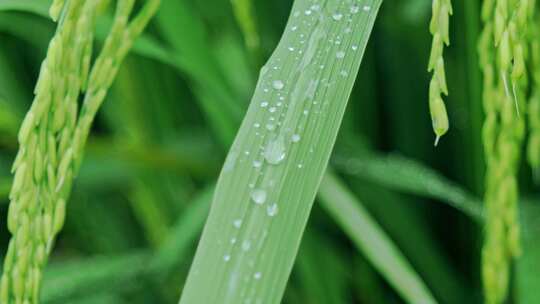 水稻稻穗叶子水珠特写