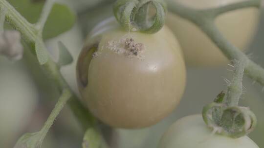 西红柿病虫害LOG视频素材模板下载