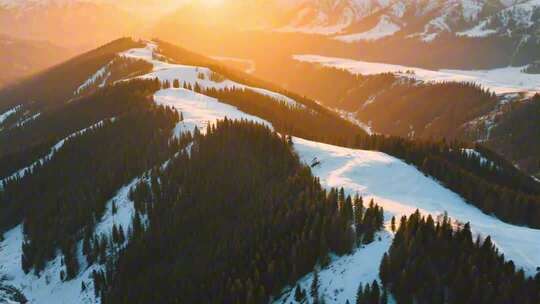 天山雪岭云杉林 新疆