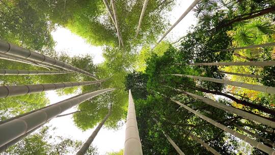 大自然风景美丽的竹海竹林竹子枝繁叶茂