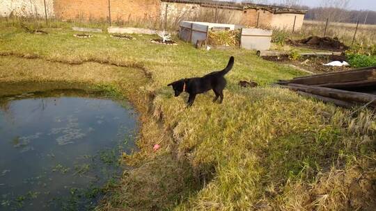 水池边的黑狗来回跑动