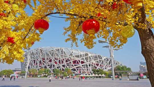 北京鸟巢秋天银杏