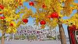 北京鸟巢秋天银杏高清在线视频素材下载