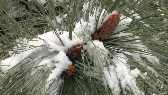 松针上的白雪视频素材模板下载