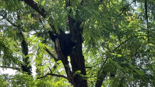 树上的黑猩猩01