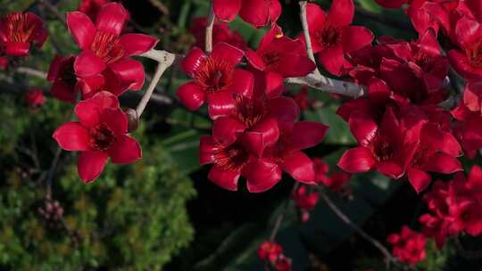 盛开的红色木棉花特写