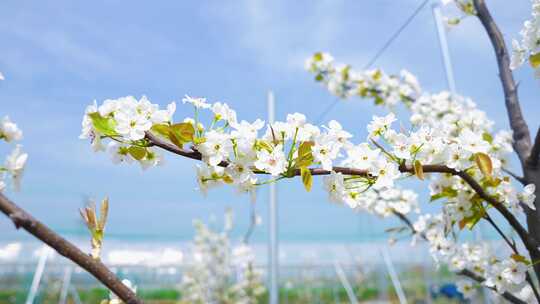 生态农业梨花开放油菜花果园梨树