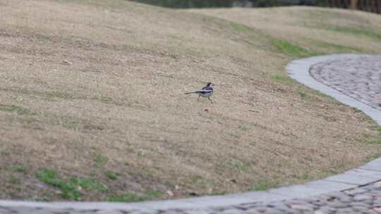 杭州植物园公园小鸟鸟类风景视频素材