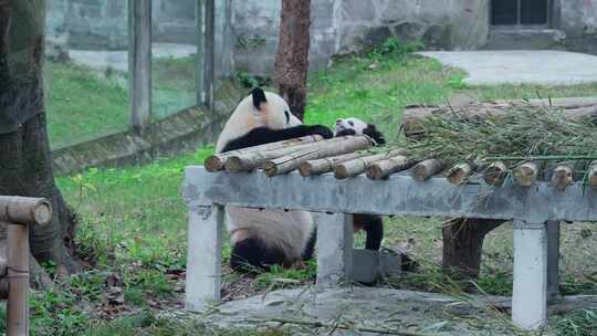 国宝大熊猫母子幼崽