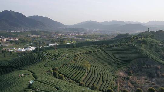 航拍杭州西湖风景区龙坞龙井绿茶山春茶园