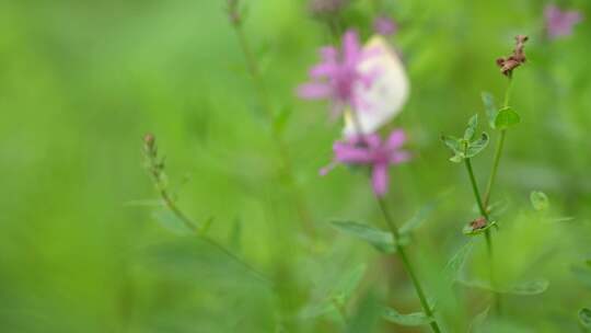 昆虫植物写意夏日温馨文艺日系小清新夏天