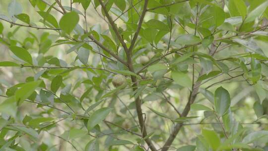 广东农村大山茶籽山茶树