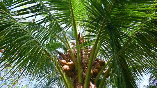中国海南三亚椰树椰林视频素材模板下载