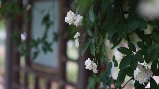 木香花 夏日