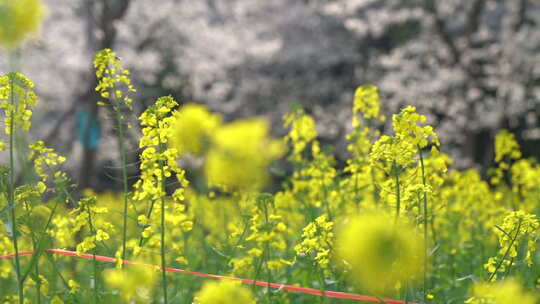 武汉东湖航拍绿道油菜花近景