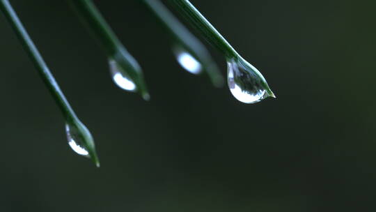 8K超清水滴雨水滴落植物