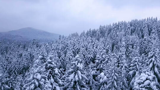 冬季大雪后森林雪景