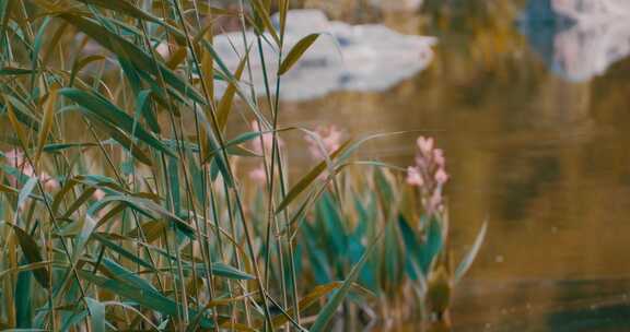 湖边的花草