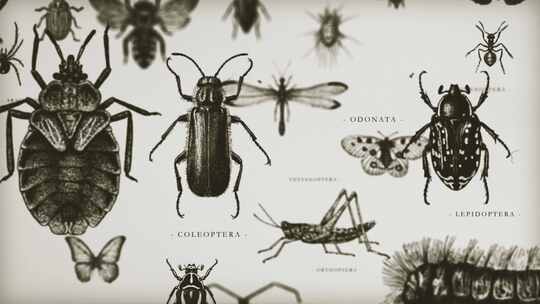 昆虫学家大自然标本背景可循环