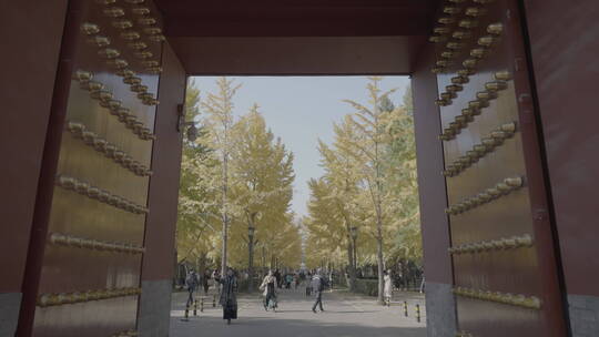 北京秋天 古建筑秋天 地坛银杏