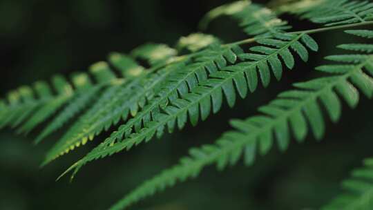 热带雨林绿色植物