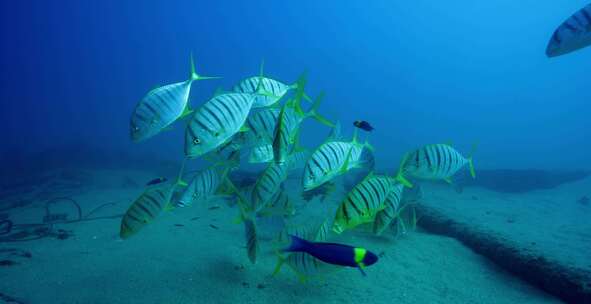 Golden Trevally，鱼，水下